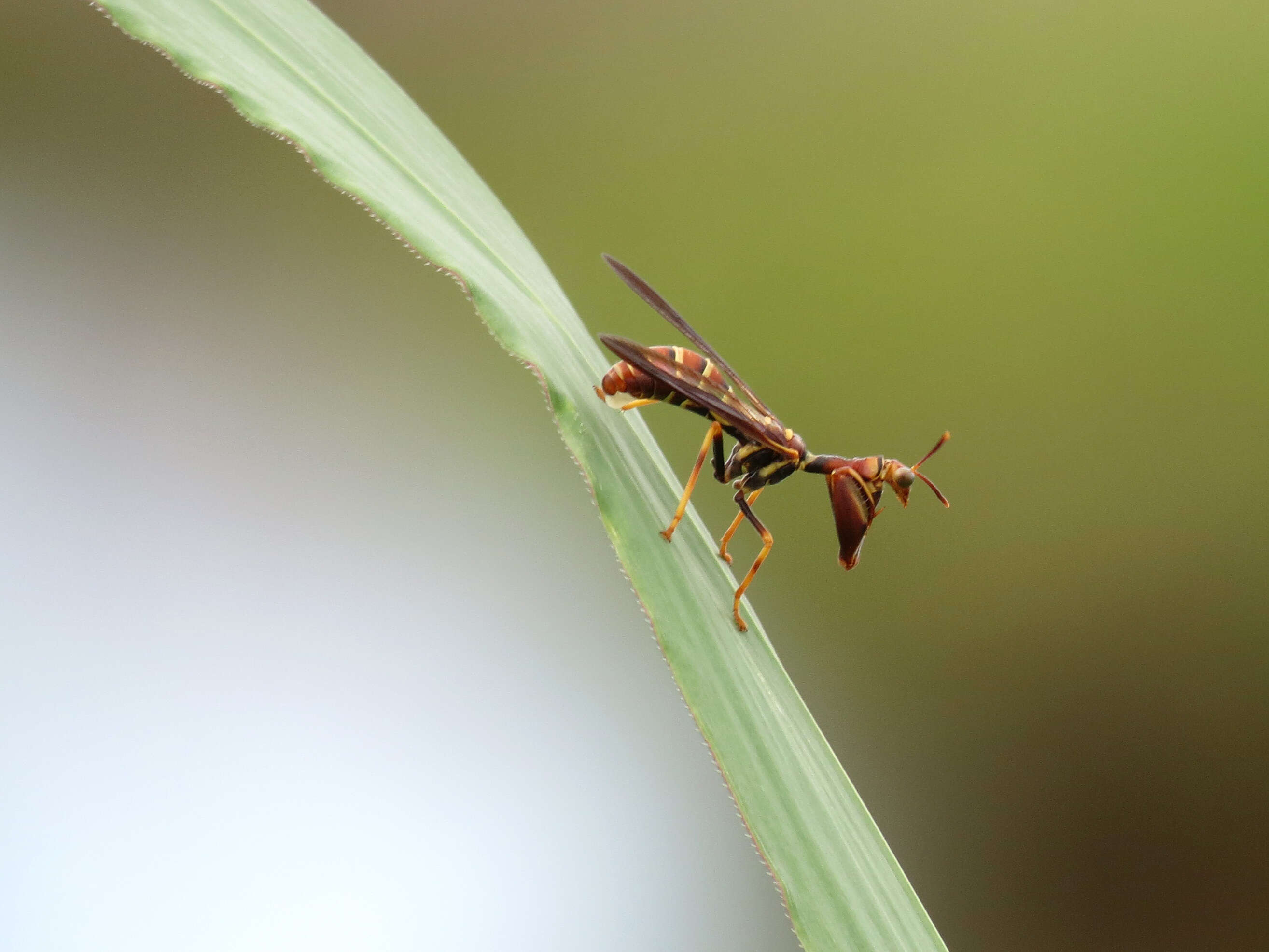 Image of Wasp Mantidfly