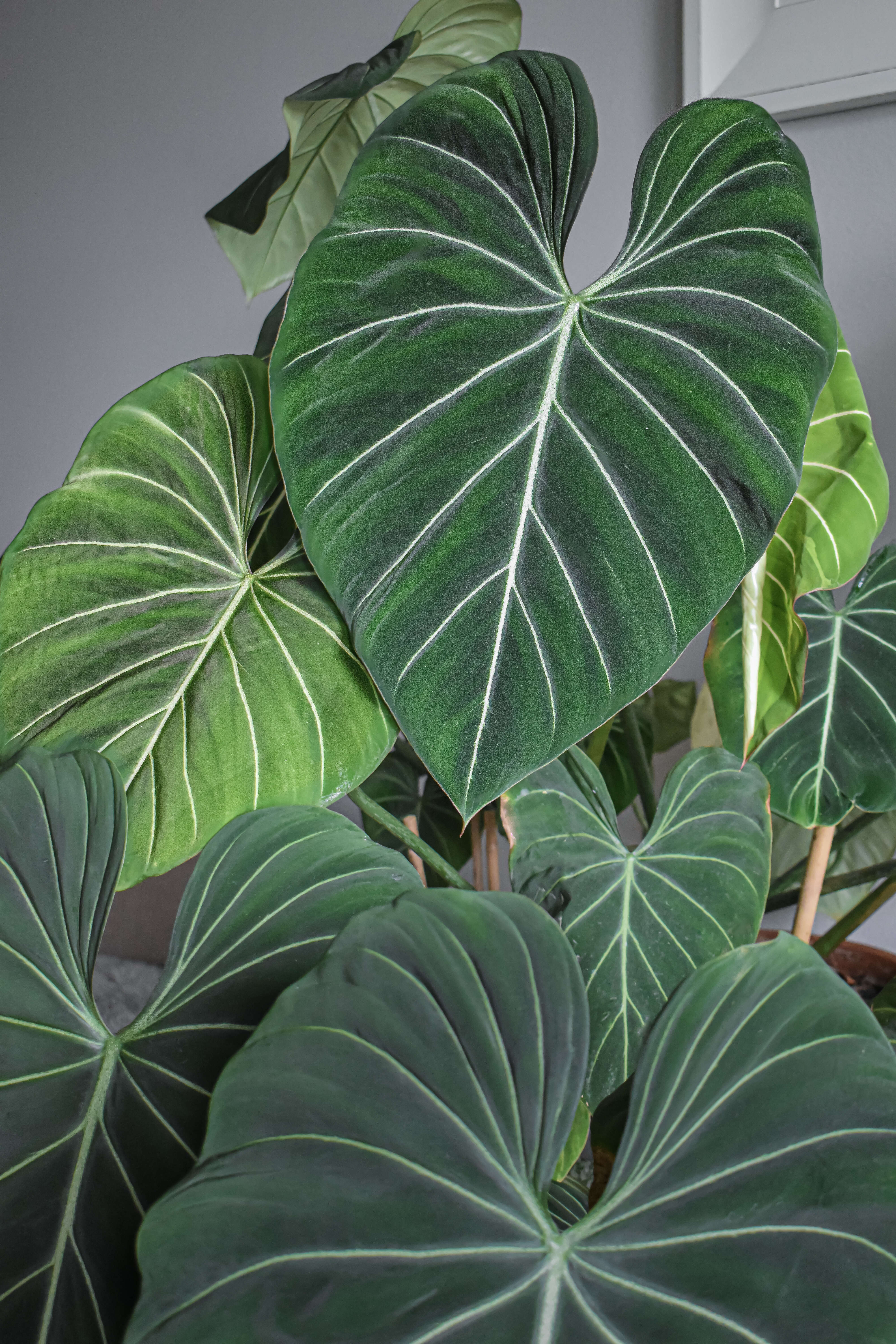 Image of philodendron