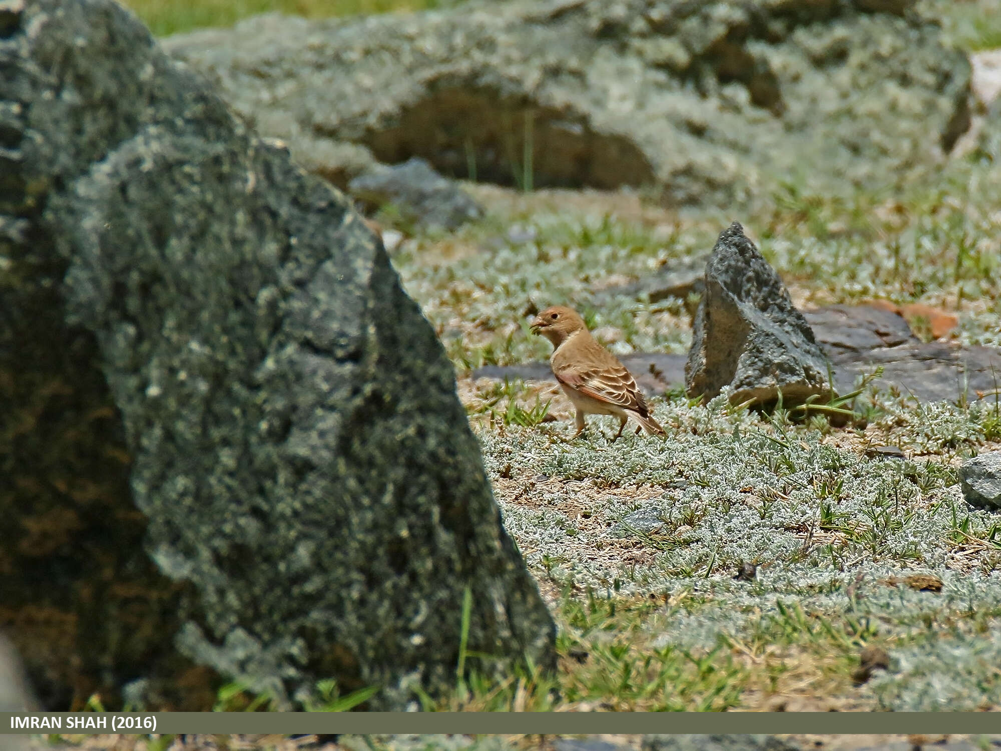 Image of Mongolian Finch