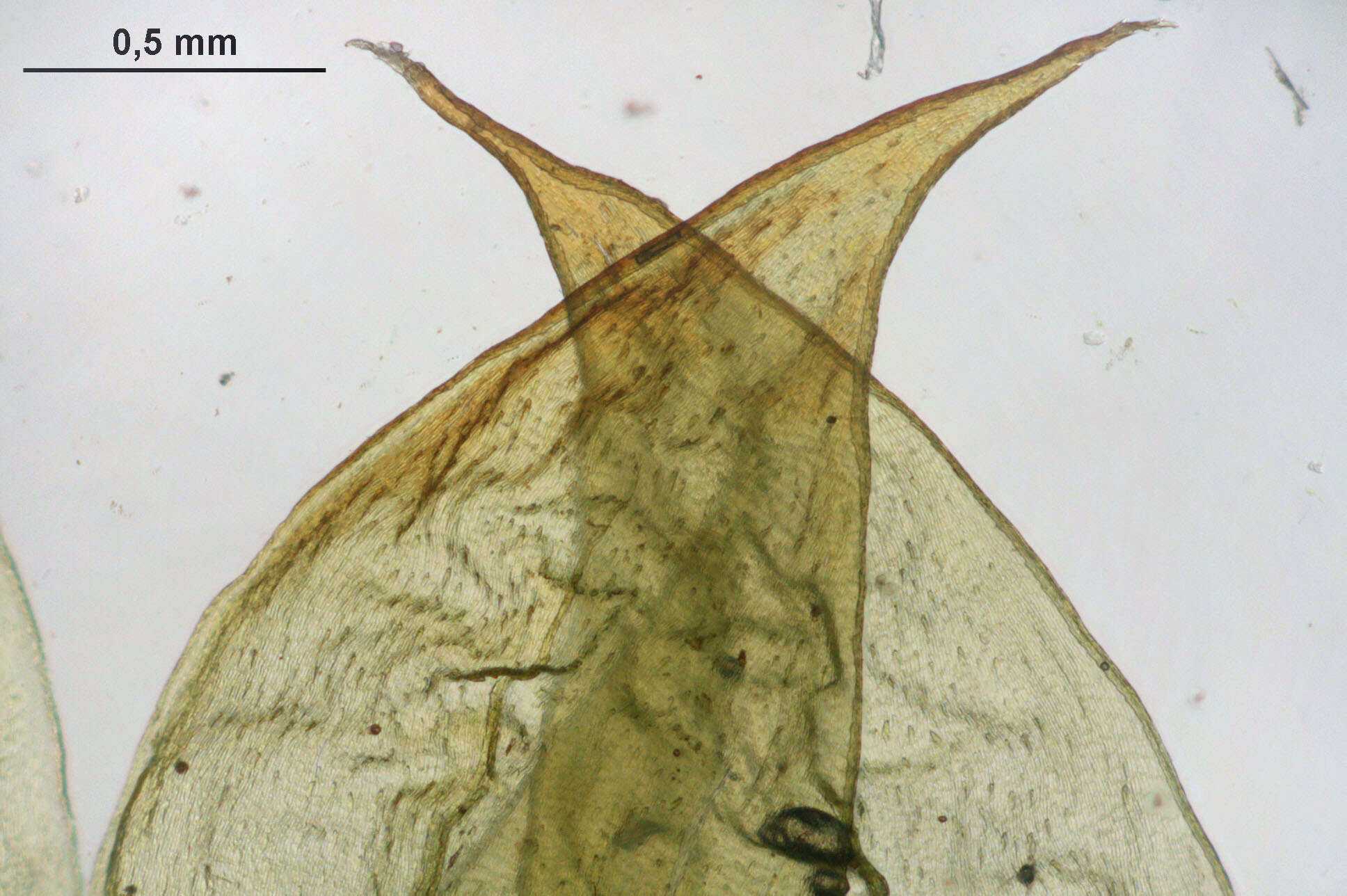 Image of rhytidium moss