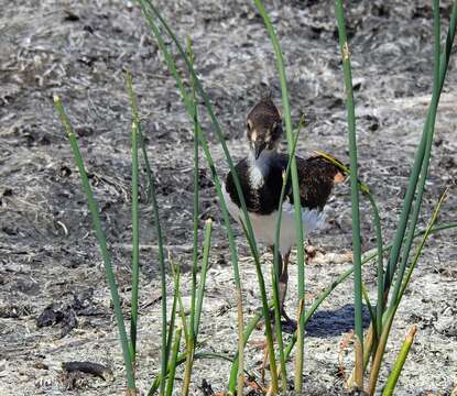 Image of Lapwing