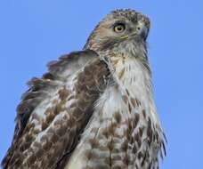 Image of Red-tailed Hawk