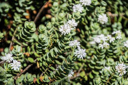 Image of Veronica pinguifolia Hook. fil.