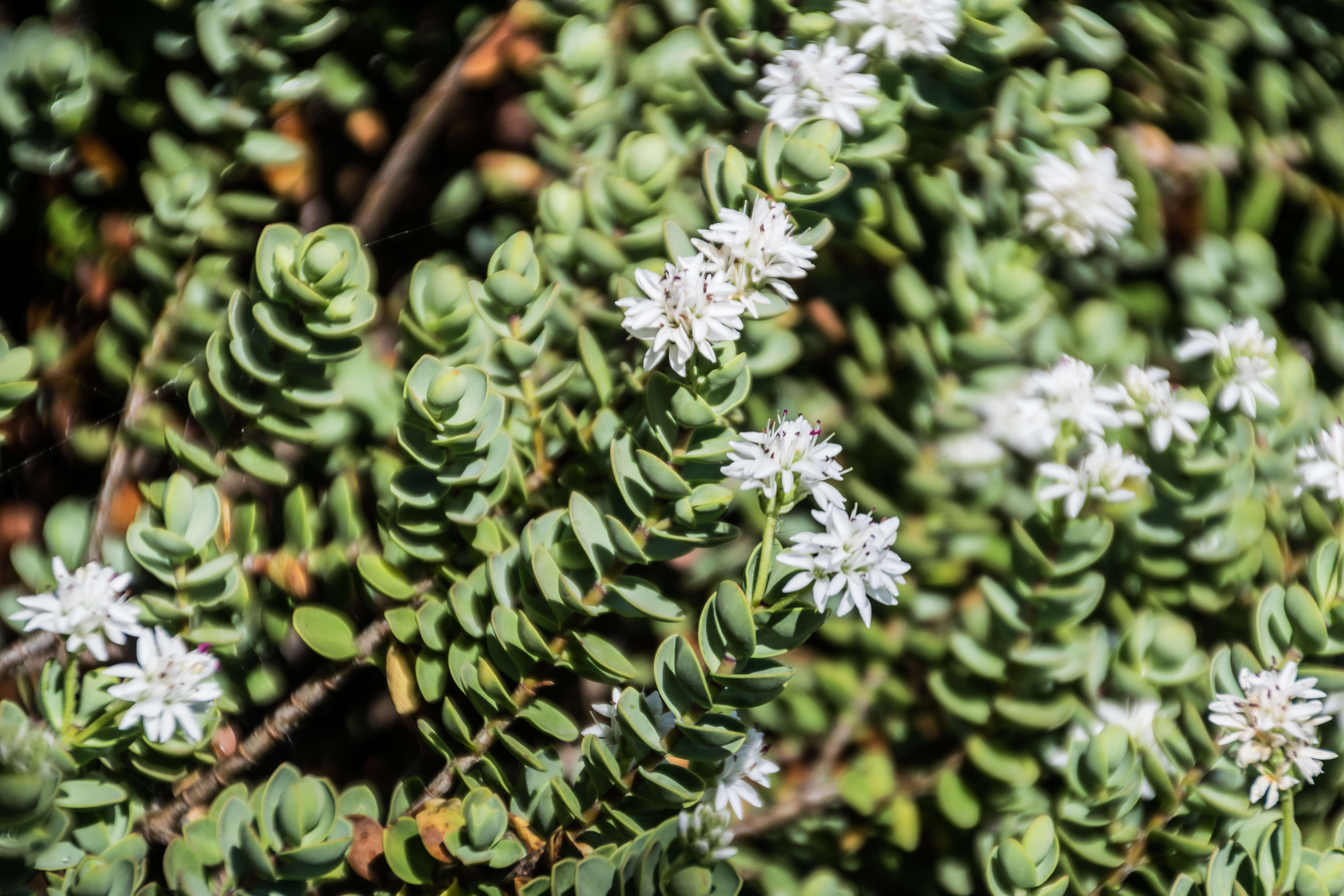 Sivun Veronica pinguifolia Hook. fil. kuva