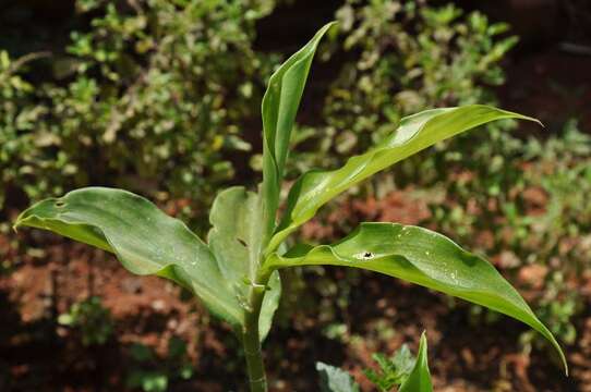 Image de Chamaecostus cuspidatus (Nees & Mart.) C. D. Specht & D. W. Stev.