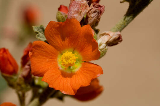 Image of globemallow