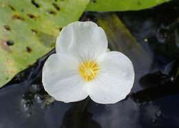 Image of water soldiers