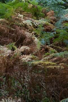 Image of Bracken