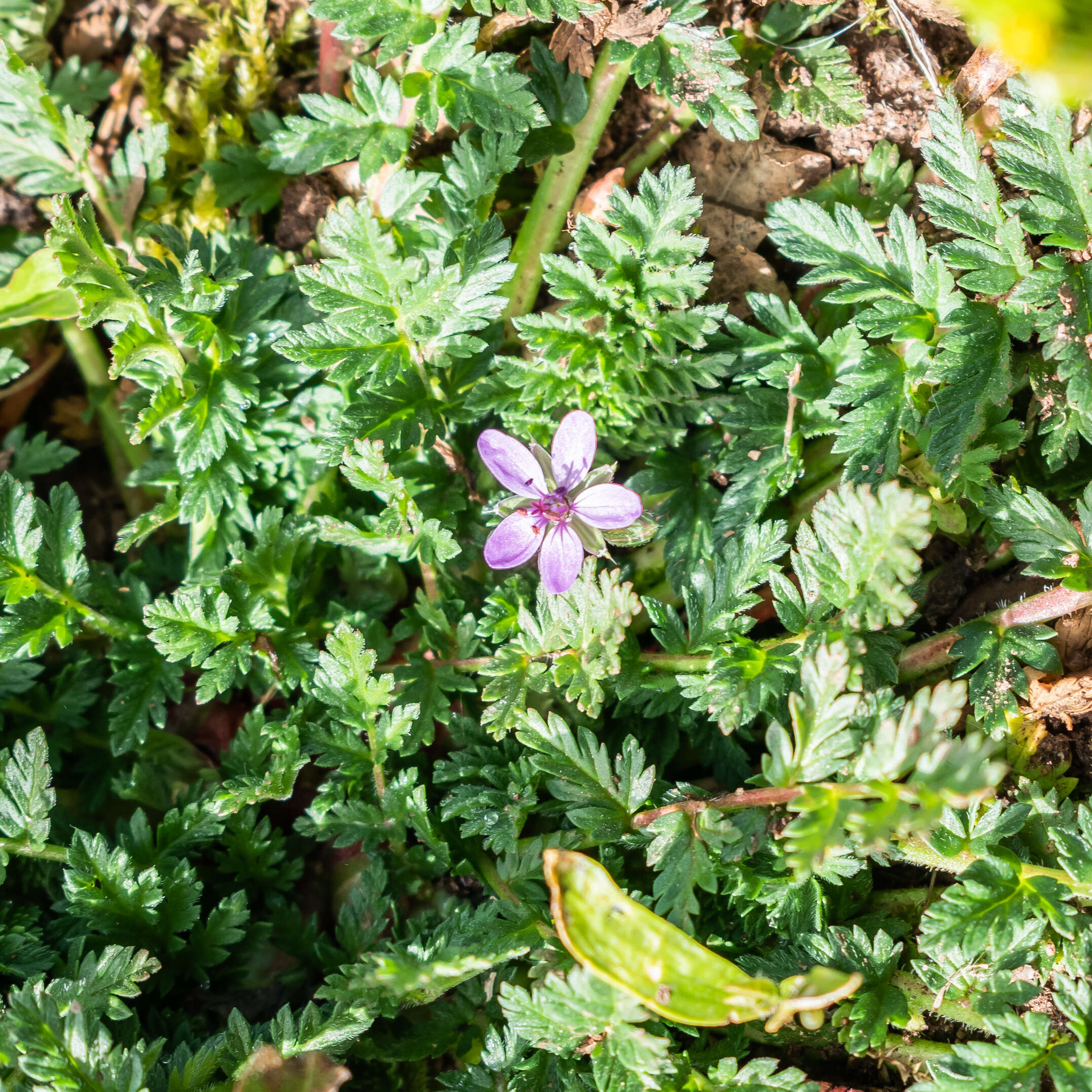 Image of Common Stork's-bill