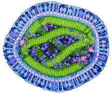 Image of Measles morbillivirus