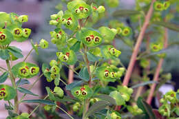 Image of Euphorbia martini Rouy