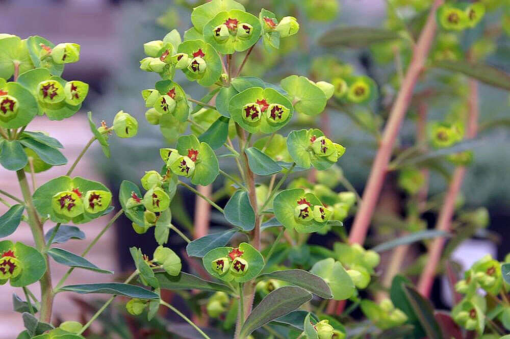 Image of Euphorbia martini Rouy