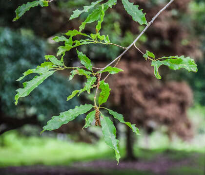 Image of Quercus lancifolia Schltdl. & Cham.