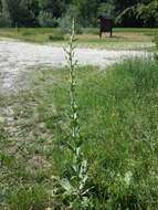 Image de Verbascum pulverulentum Vill.