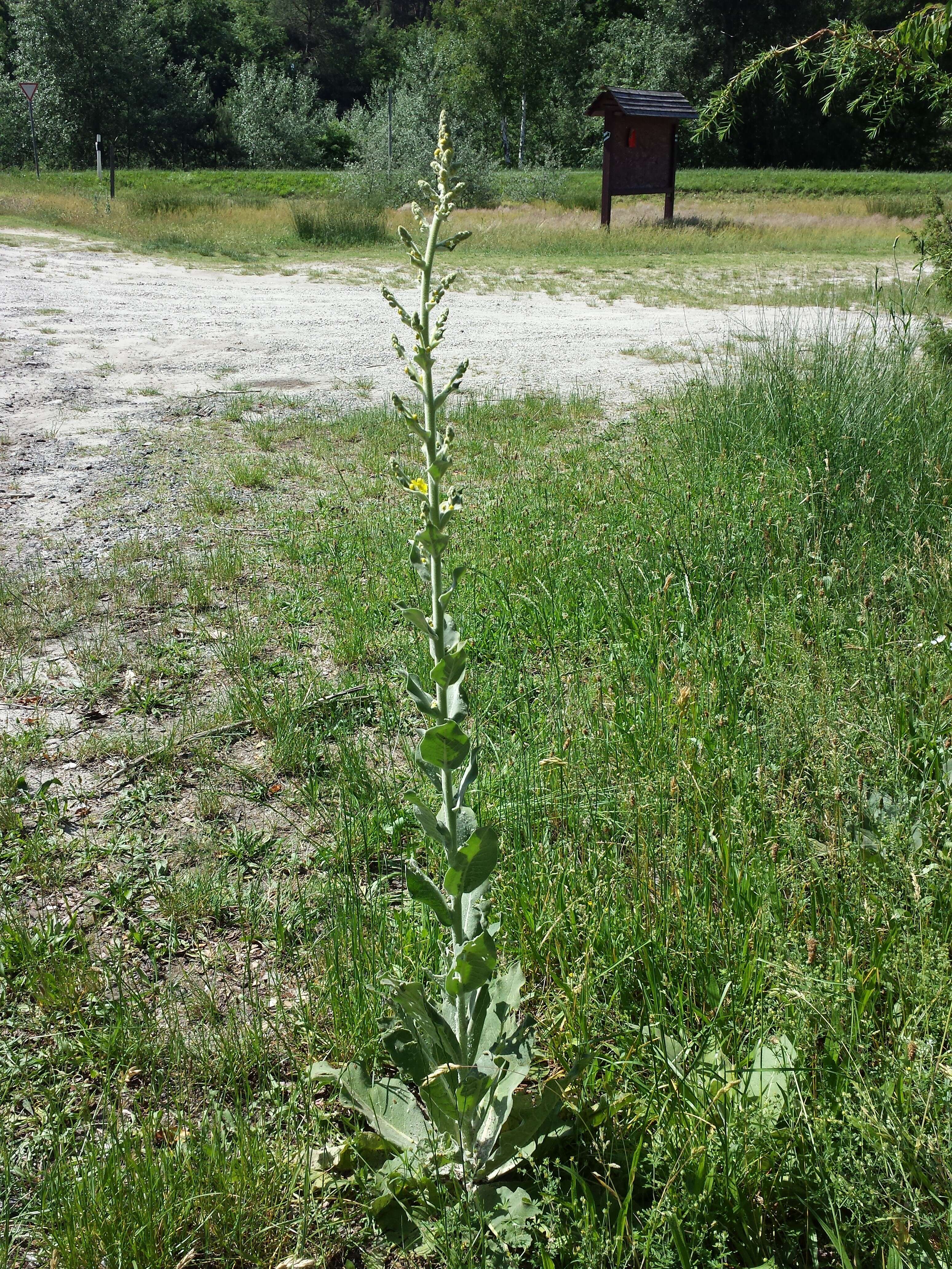 Image de Verbascum pulverulentum Vill.