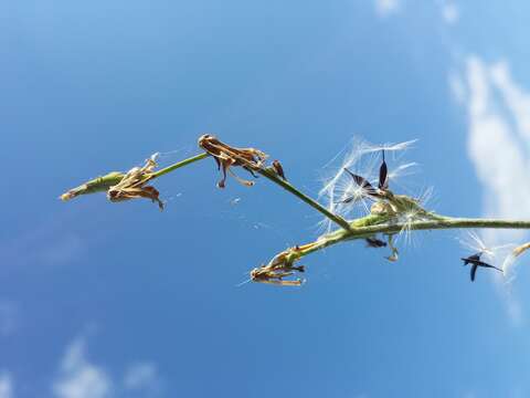 Image of Lactuca quercina L.