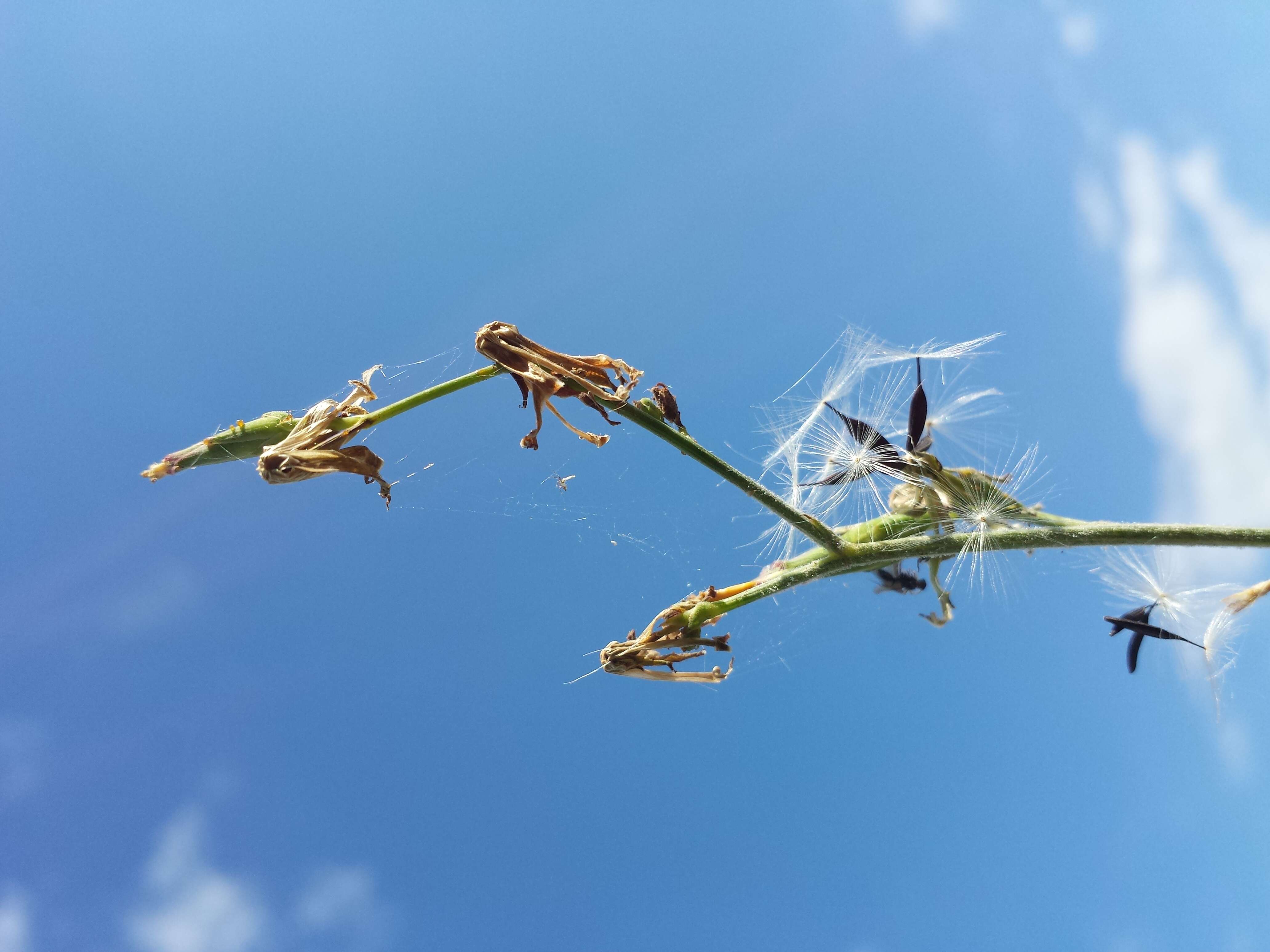 Image of Lactuca quercina L.