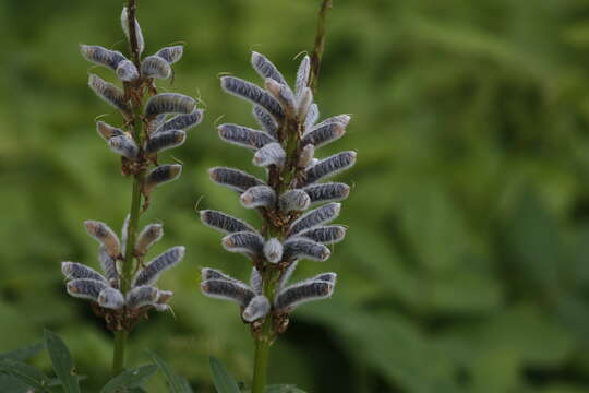 Image of big-leaved lupine