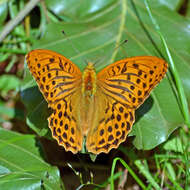 Image of silver-washed fritillary