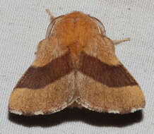 Image of Forest Tent Caterpillar Moth