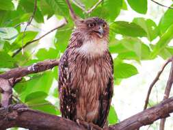 Image of Brown Fish Owl