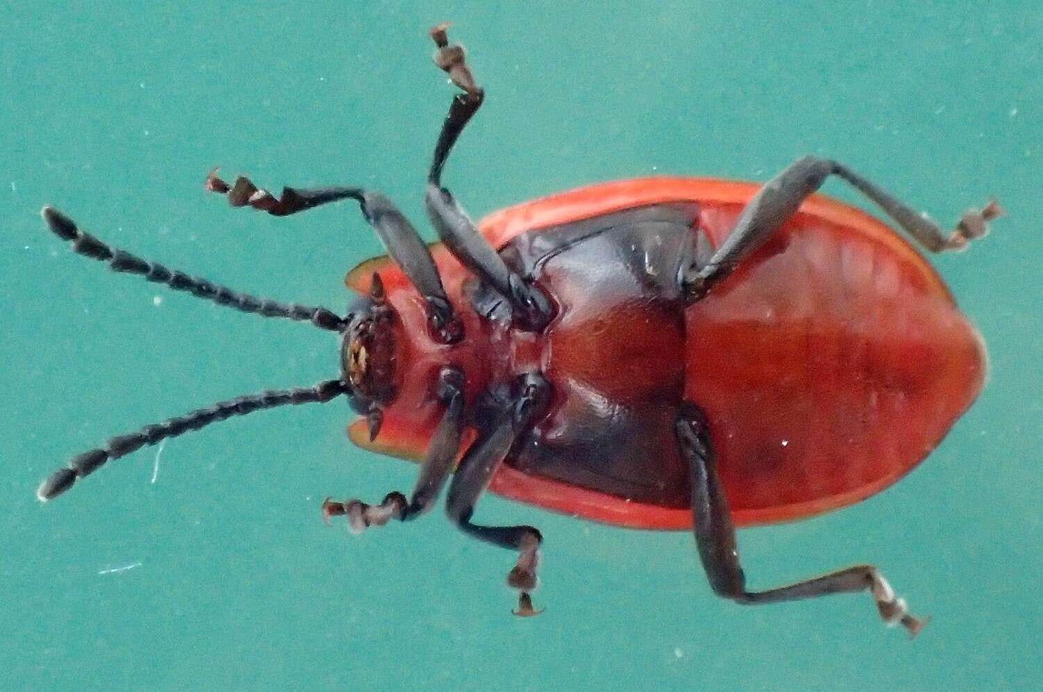 Image of Endomychus coccineus (Linnaeus 1758)