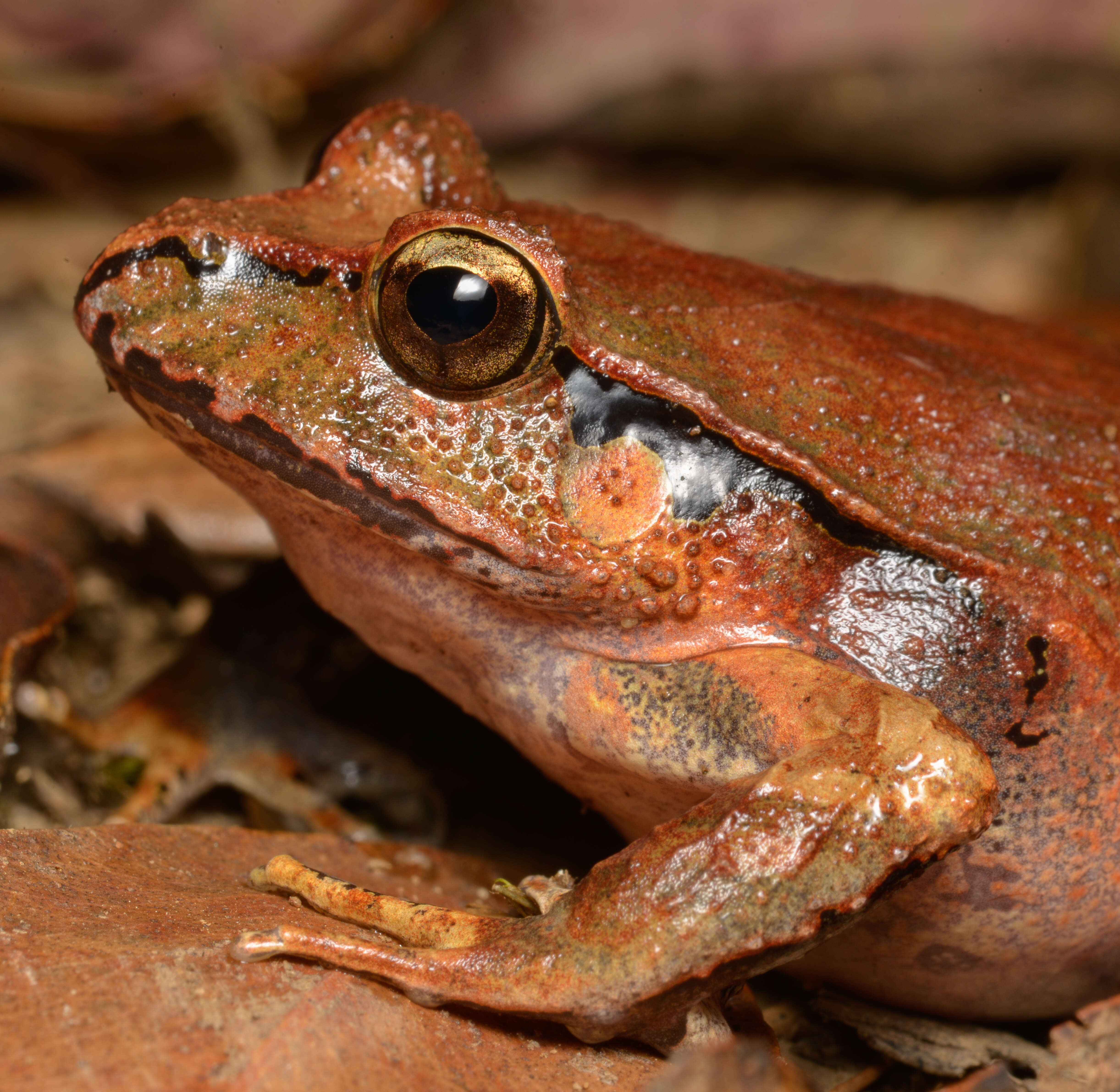 Image of Black-soled Frog