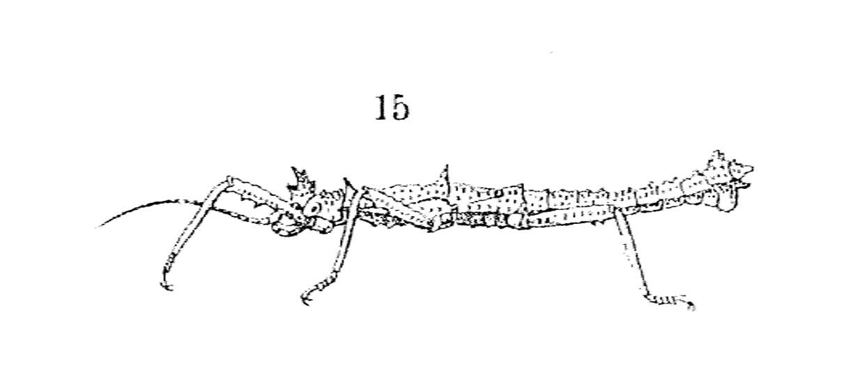 Image of Pylaemenes