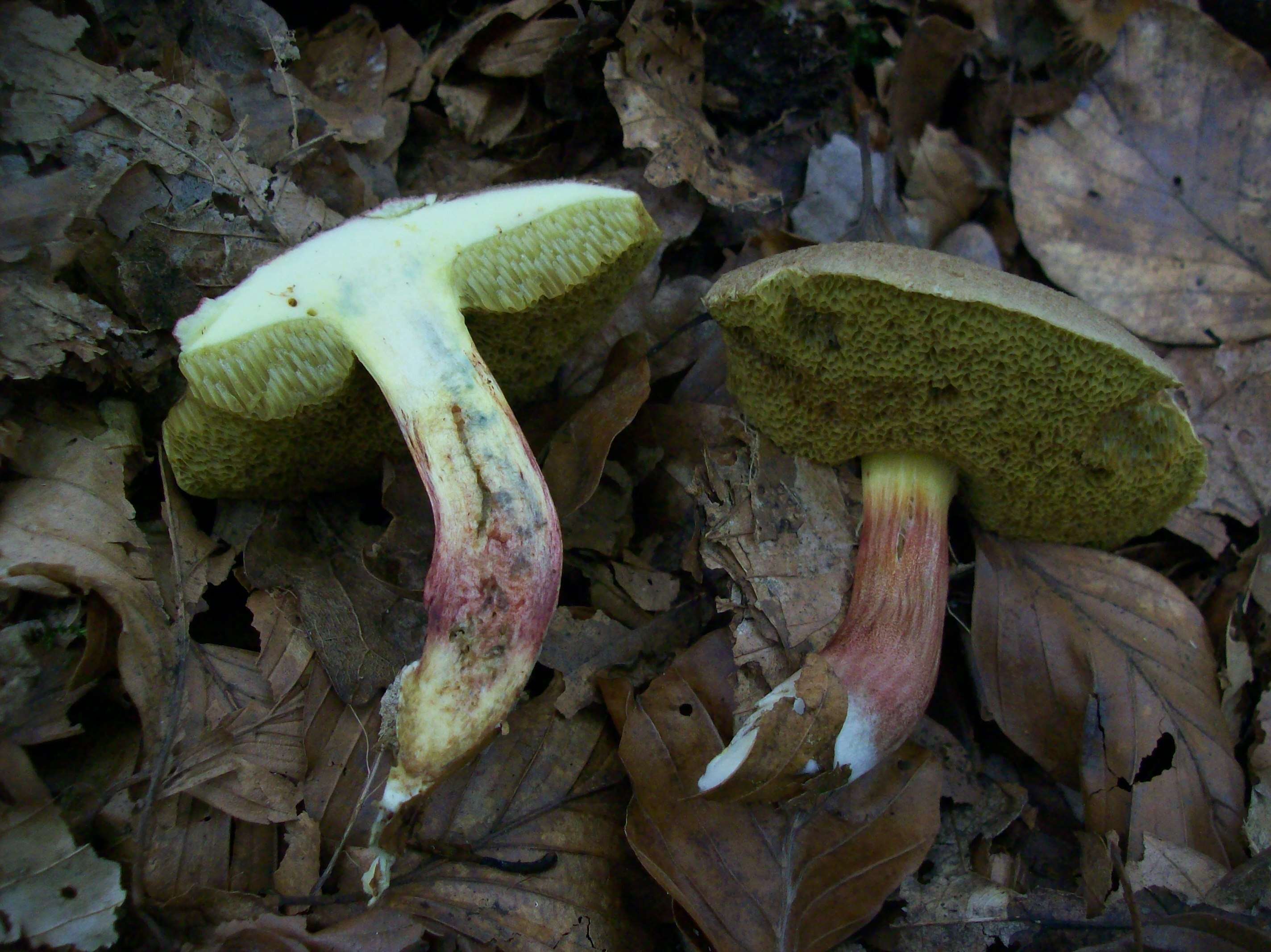 Image of Xerocomellus chrysenteron (Bull.) Šutara 2008