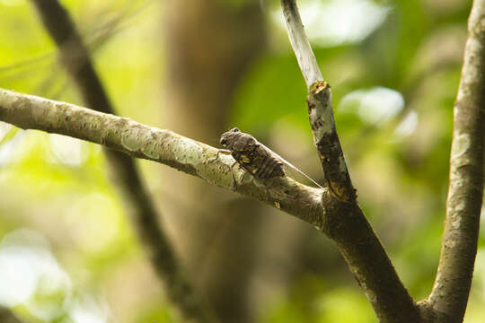 Image of Cicada