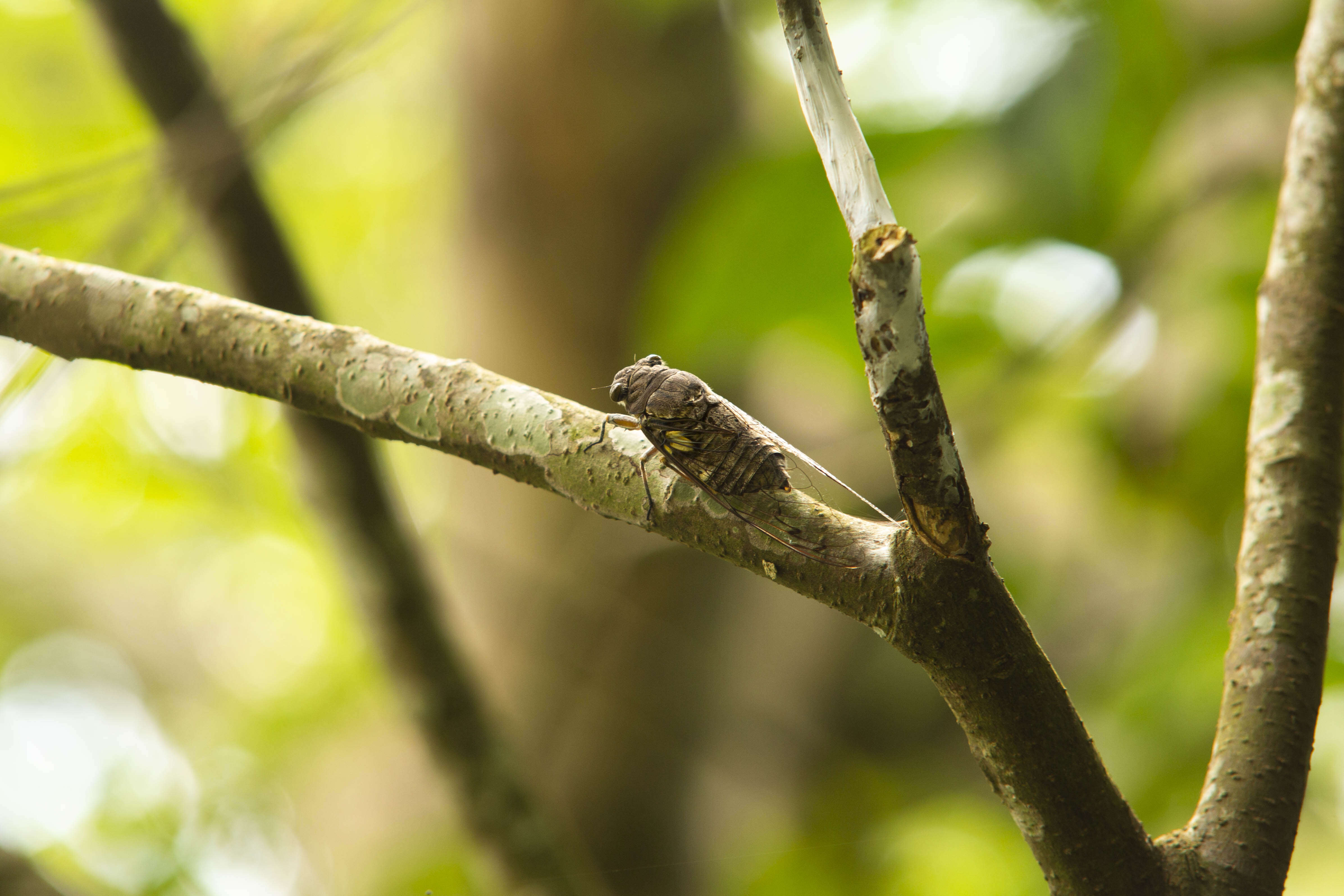 Image of Cicada