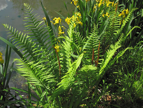 Image of Osmundastrum cinnamomeum Presl