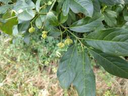 Image of Common spindle tree