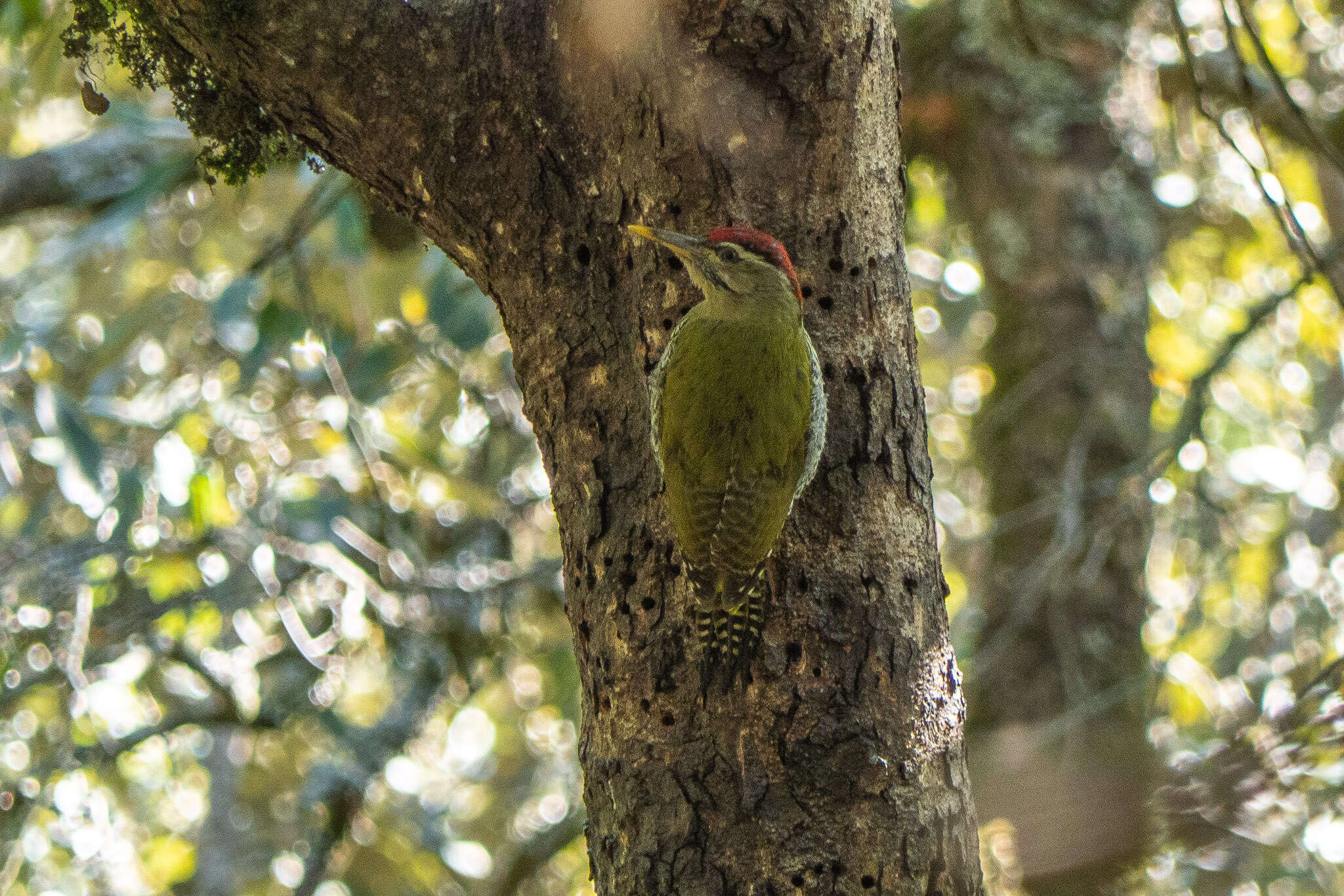 Image of Scaly-bellied Woodpecker