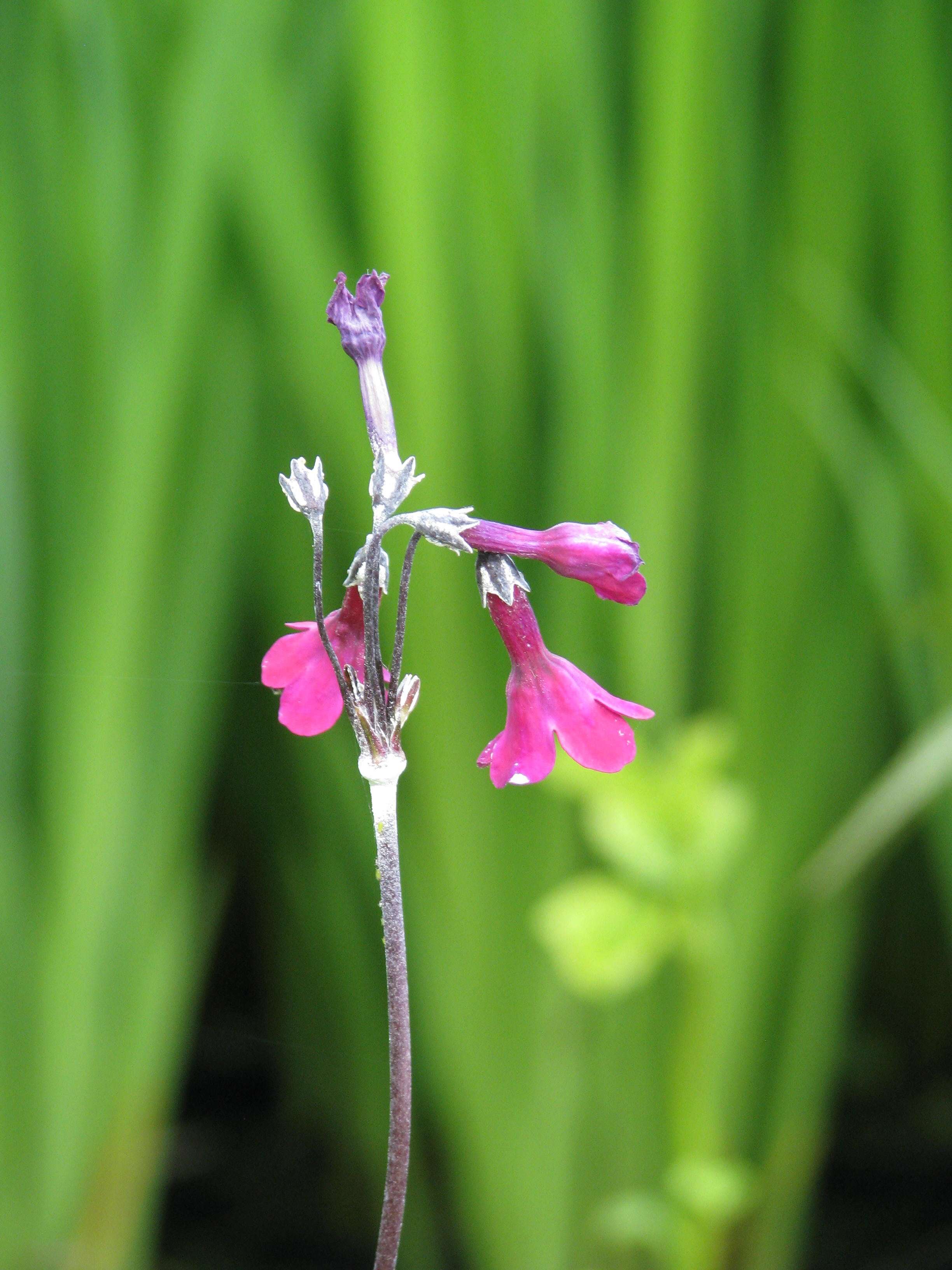 Image of Primula secundiflora Franch.