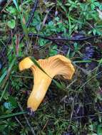 Image of Chanterelle