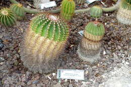 Parodia scopa (Spreng.) N. P. Taylor resmi