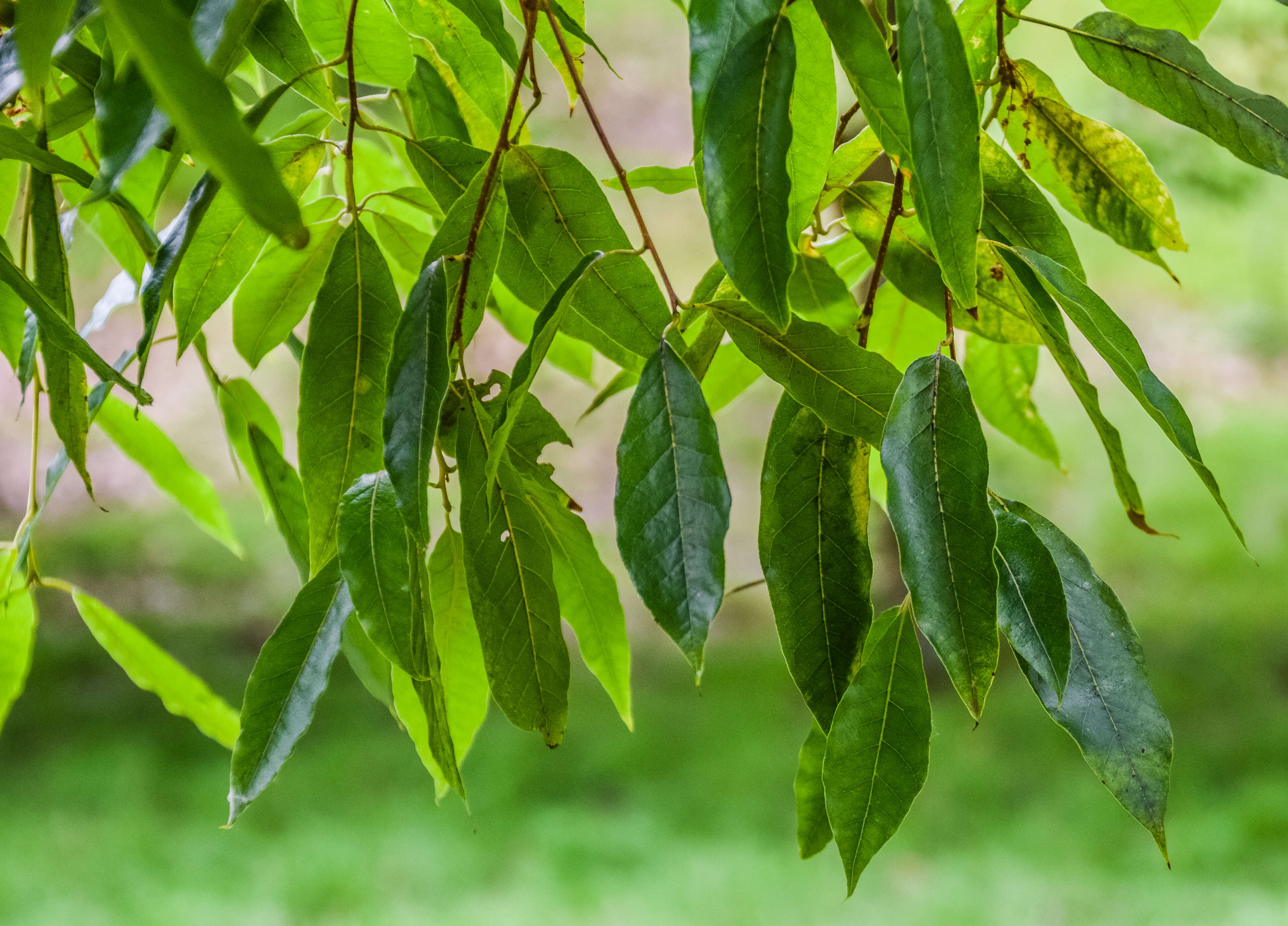 Image of Quercus laurina Bonpl.