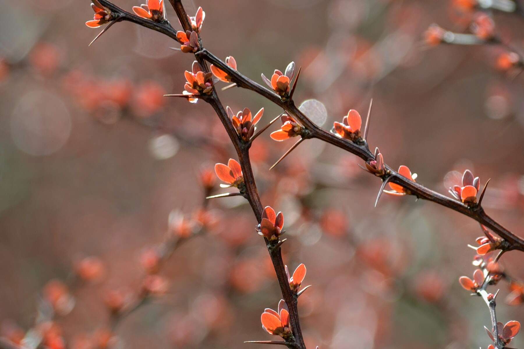 Image of Japanese barberry