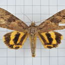 Image of Catocala formosana Okano 1958