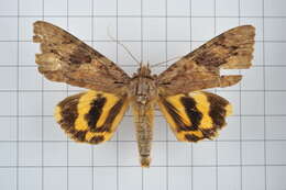 Image of Catocala formosana Okano 1958