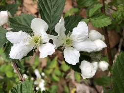 Imagem de Rubus allegheniensis Porter