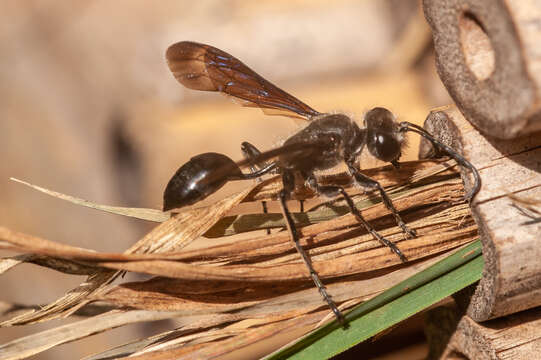 صورة Isodontia mexicana (de Saussure 1867)