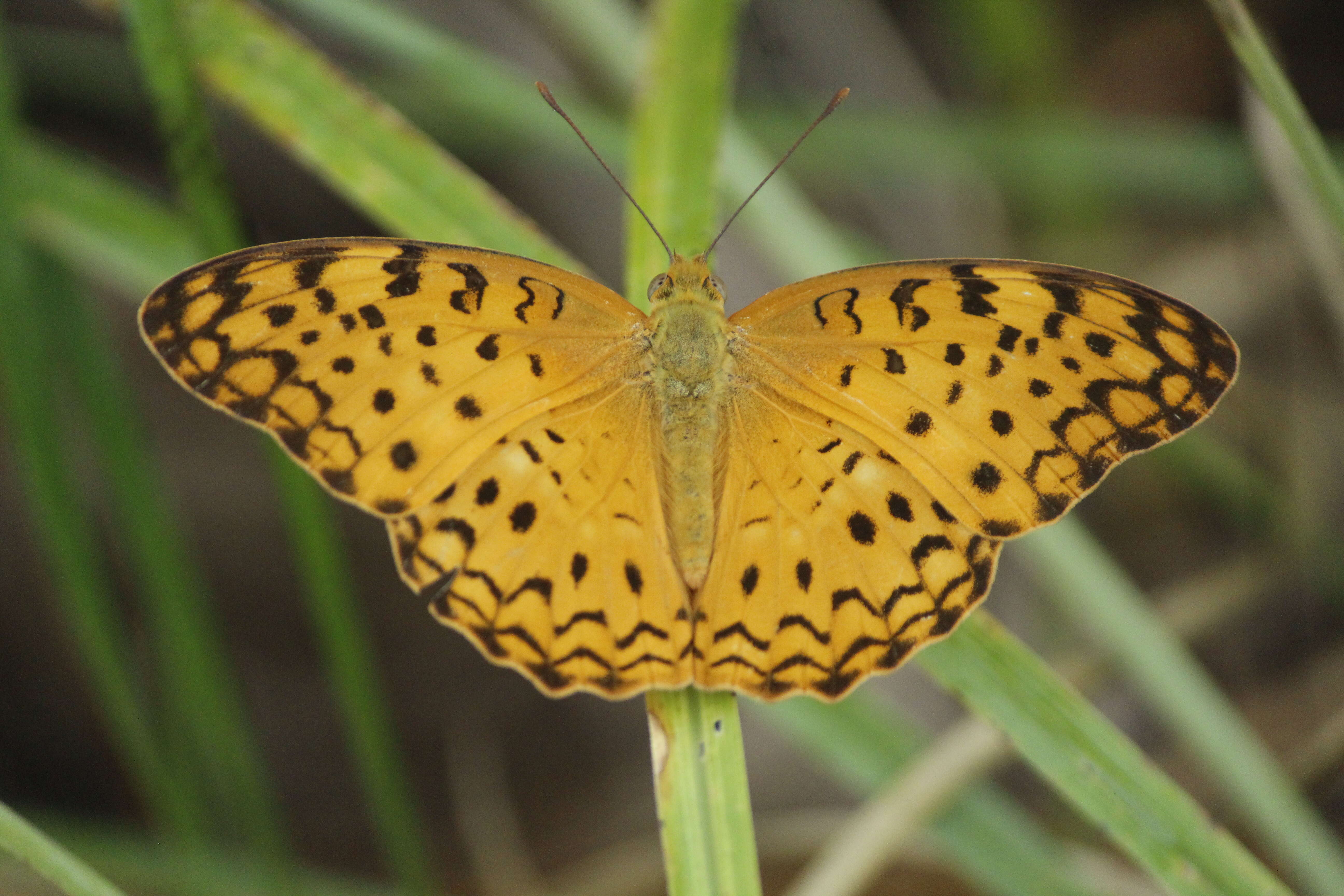 Image of Common Leopard