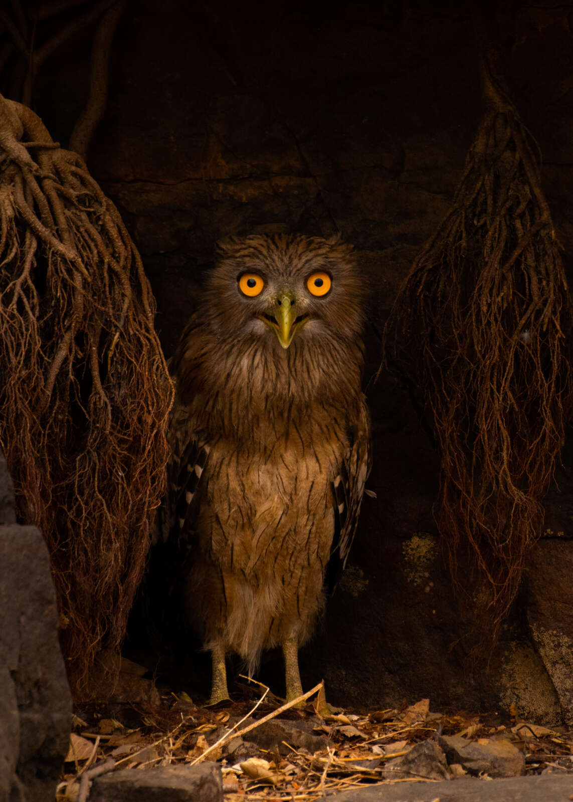 Image of Brown Fish Owl