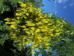 Image of Common Laburnum