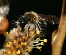 Image of Andrena praecox (Scopoli 1763)