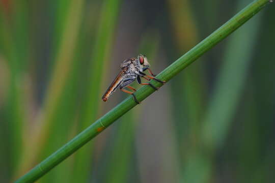 Image of robber flies