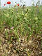 Image de Silene conoidea L.