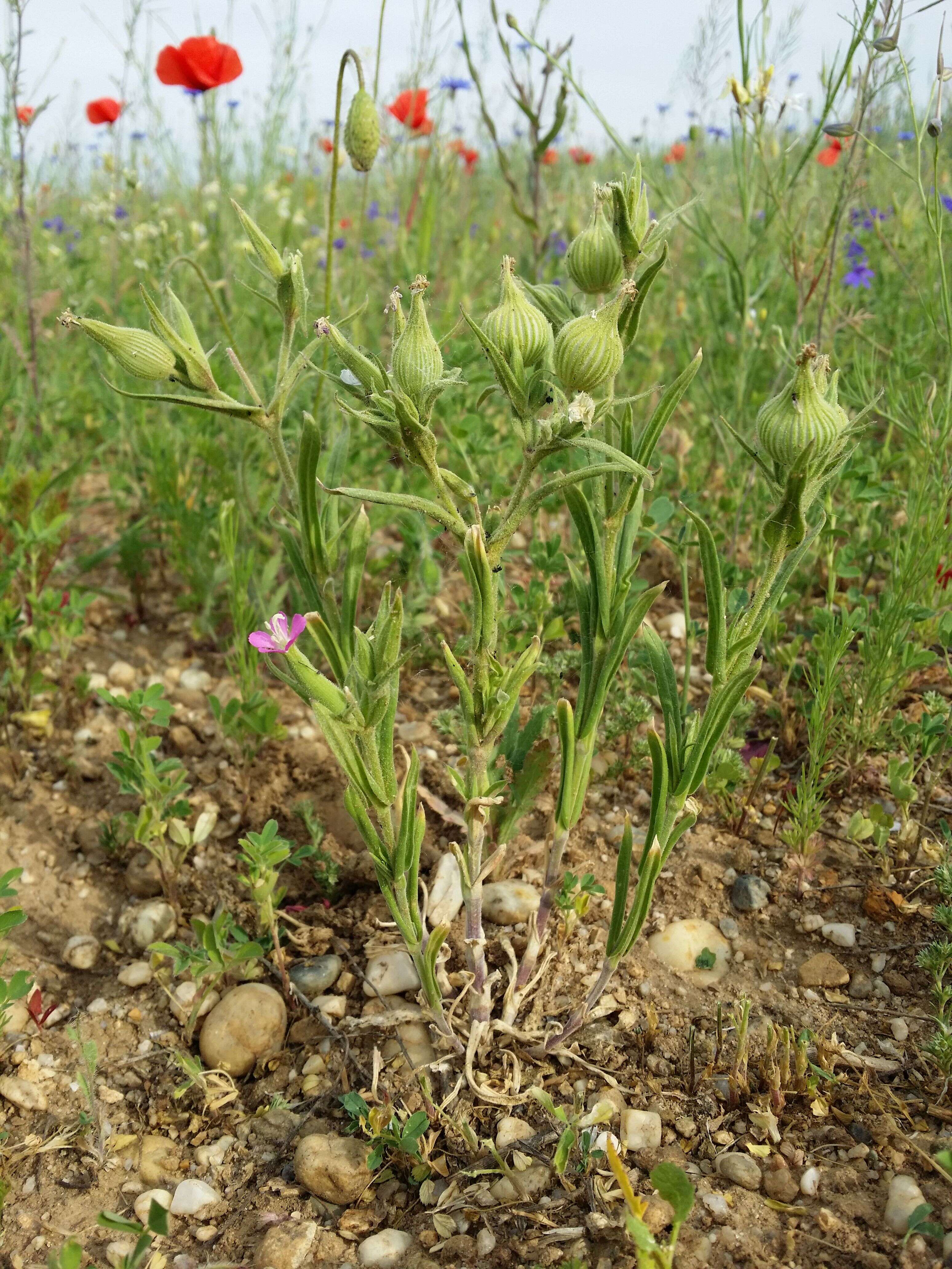 Image de Silene conoidea L.